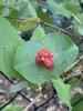 Cluster of red berries backed by conjoined opposite leaves.