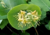 Cluster of yellow flowers backed by conjoined opposite leaves.