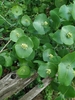 Cluster of flower buds backed by conjoined glaucous leaves.