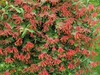 Masses of red, trumpet-shaped flowers.