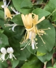 Flowers (in axillary pairs) turning yellow as they age