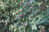 Shrub bearing small red berries in axils of opposite leaves.