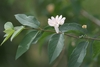 Leafy shoot with a pair of white tubular flowers.