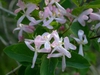 Pink tubular flowers with deep corolla lobes.