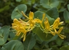 Cluster of yellow funnel-shaped flowers.