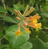 Cluster of yellow funnel-shaped flowers.