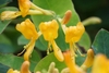 Cluster of yellow funnel-shaped flowers.