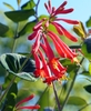 Cluster of bright red tubular flowers.