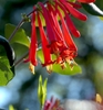 Cluster of bright red tubular flowers.