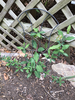 Young vine at base of trellis. Reddish stems & opposite leaves.