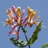 Cluster of pink and yellow funnel-shaped flowers.