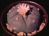 Lophophora williamsii