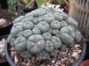 Lophophora Williamsii