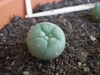 Lophophora Williamsii