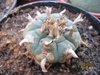 Lophophora Williamsii