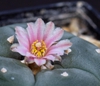 Lophophora Williamsii