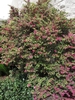 Loropetalum chinense v rubrum