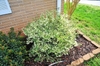 Small shrub with many white flowers; at corner of a house.