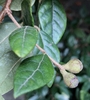 Leafy shoot with green, unripe, rounded capsules.
