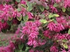 Loropetalum chinense v rubrum