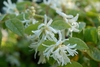 Leafy shoots with flowers with white, strappy petals.