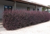 Loropetalum chinense f. rubrum