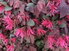 Leafy shoots with dozens of flowers with pink strappy petals.