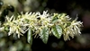 Leafy shoot with white flowers with strap-like petals.