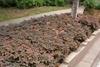 Plantings