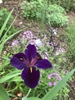 Iris hexagona