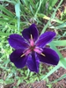 Iris hexagona