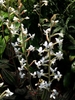 Spike of white flowers
