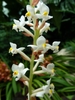 Spike of white flowers