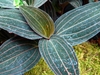 Dark green leaves with pinkish veins.
