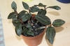 Potted orchid with colorful leaves.