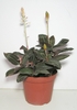Potted orchid with colorful leaves.