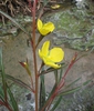 Ludwigia longifolia