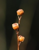 Seed Stem
