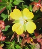 Ludwigia flower