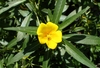 Flower and lanceolate leaves