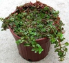 Ludwigia habit