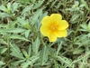 6-petal flower