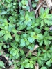 Leaves in a rosette