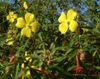 Flower of L. octovalvis