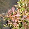 L. palustris on water