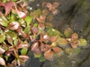 Ludwigia palustris leaves