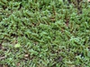 Ludwigia palustris leaves
