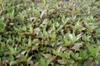 Ludwigia palustris leaves