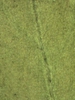 Ludwigia palustris