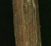 Ludwigia palustris